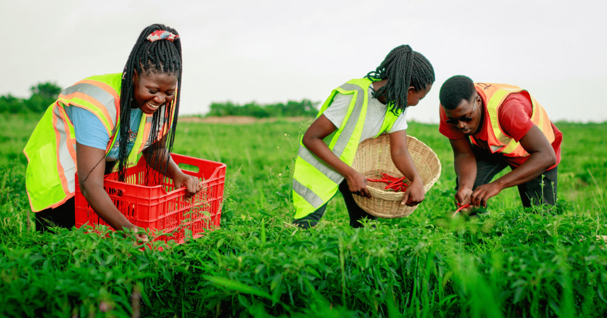 African Legacy News - Africa's #1 Digital Business News Platform - Agro Kings