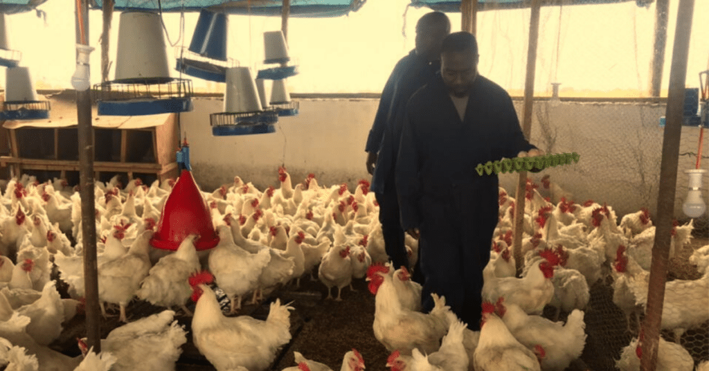 African Legacy News - Kana Hatcheries A Public Servant’s Bold Quest to Build Tanzania’s Poultry Future