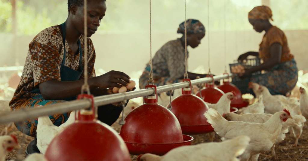 African Legacy News - Made In Africa - News Feature Blog - Kana Hatcheries4